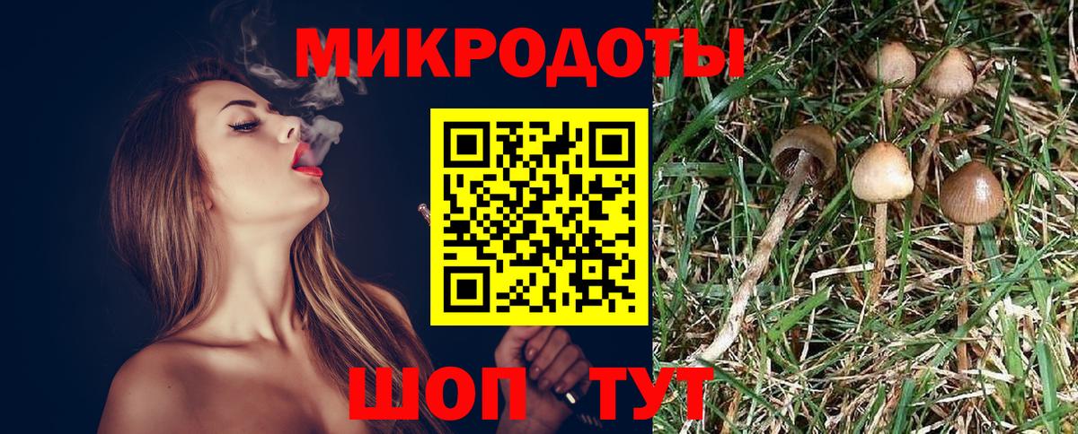 Псилоцибиновые грибы Psilocybe Сланцы